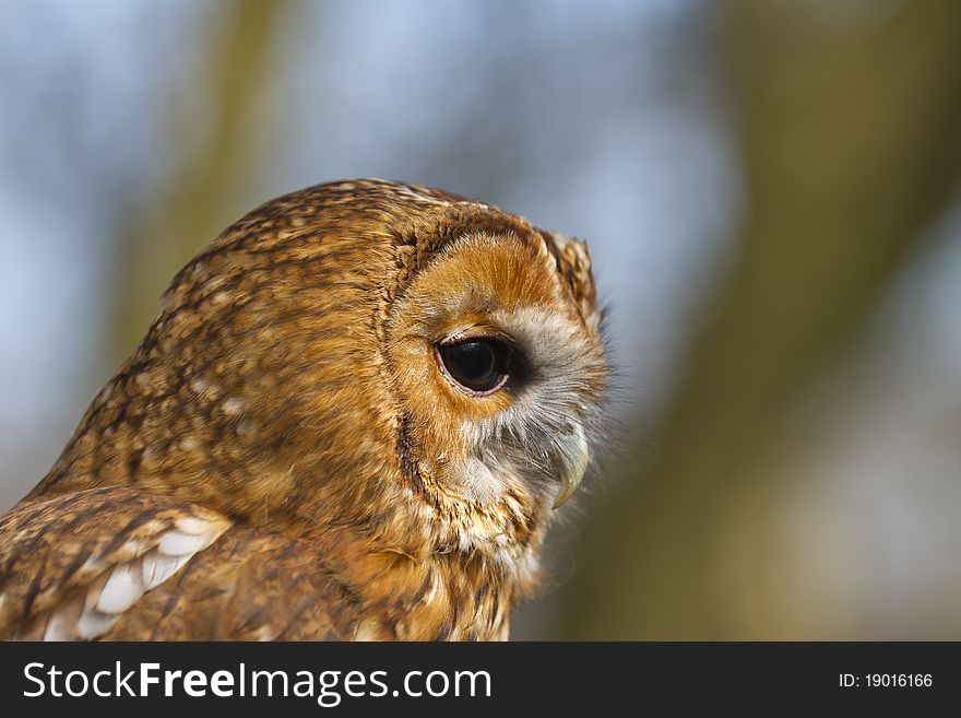 Portrait Of Tawny Owl