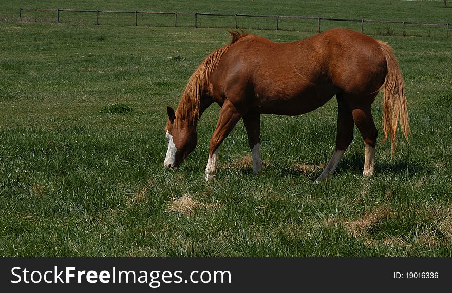 A horse eating grass in the pasture. A horse eating grass in the pasture