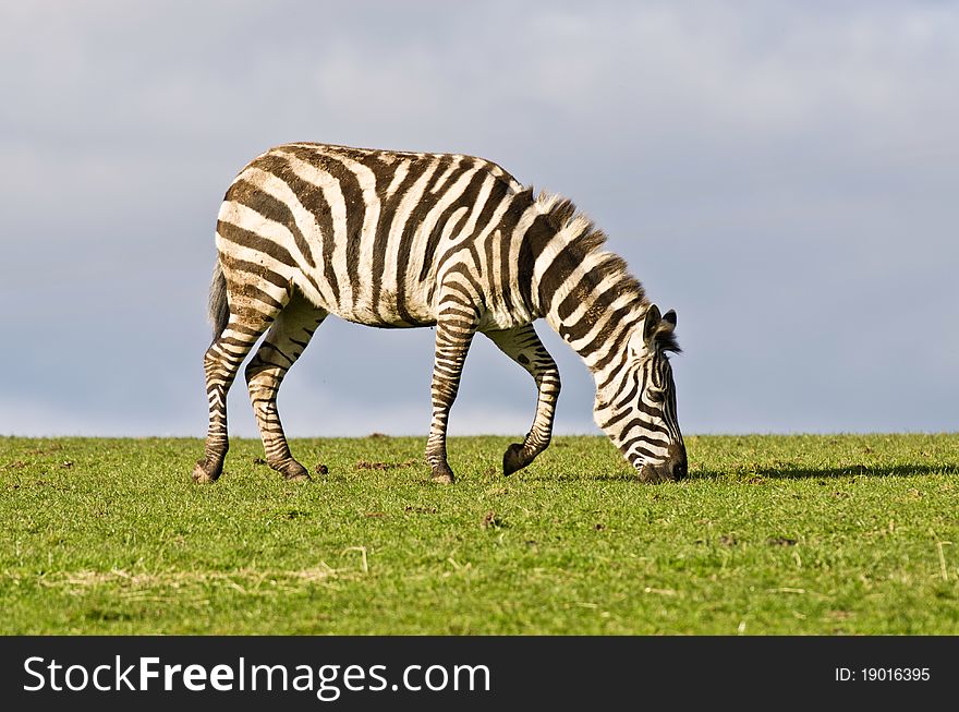 Zebra is eating grass on a field.