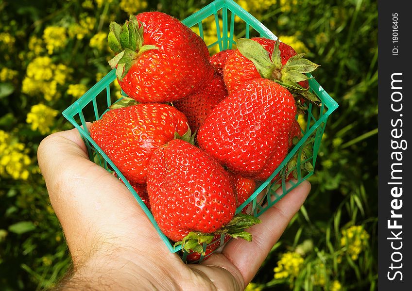 Image of hand holding strawberries in container