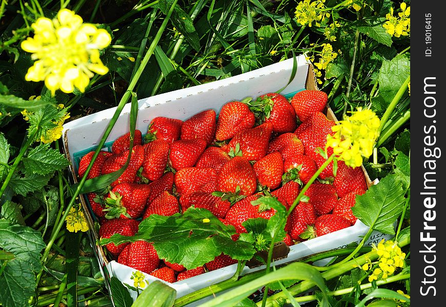 Image of strawberries in a box