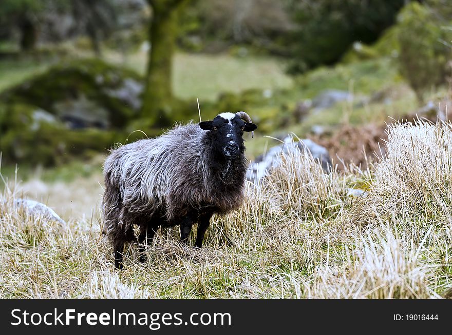 One horned goat in Ireland