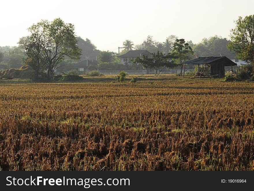 Rice paddy at north of thailand