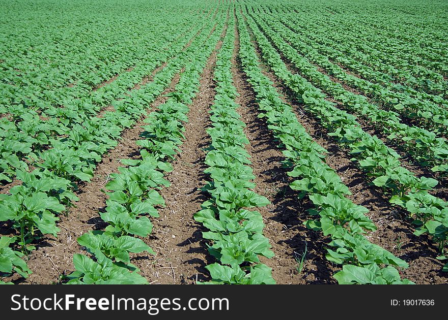 Treated field sown with sunflower. Treated field sown with sunflower