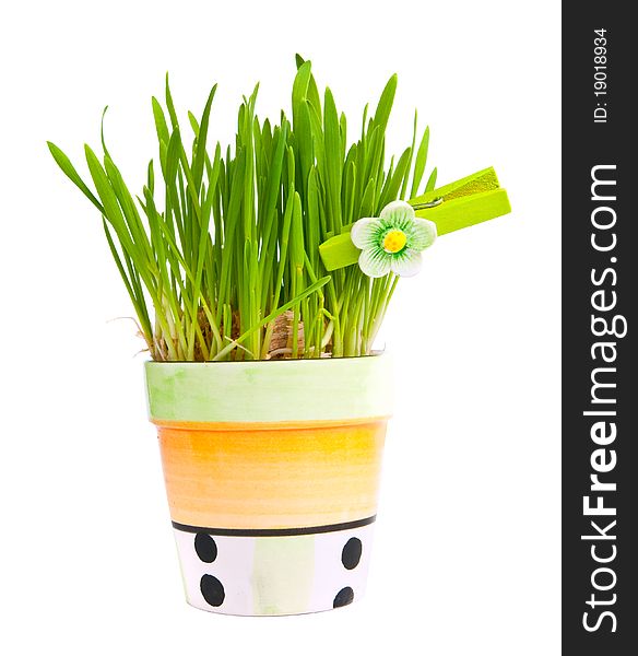 Green grass in a pot on a white backgroun