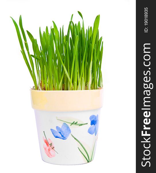 Green grass in a pot on a white backgroun