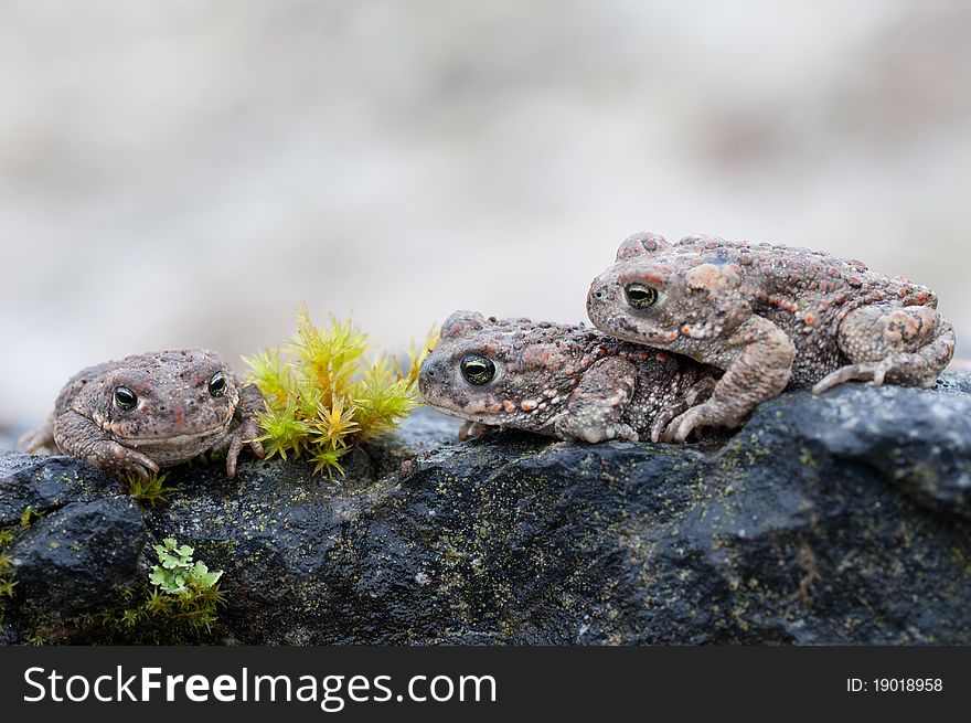 Three Natterjack Toads sitting on a stone. Three Natterjack Toads sitting on a stone
