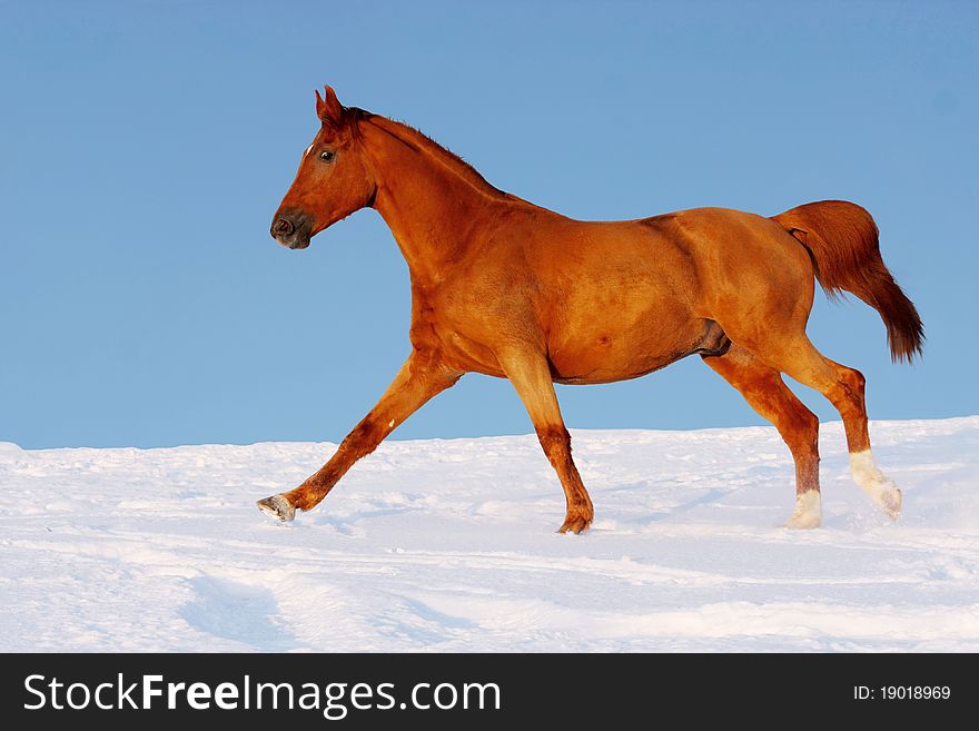 Golden horse rearing and playing on winter field with blue sky on the background. Golden horse rearing and playing on winter field with blue sky on the background