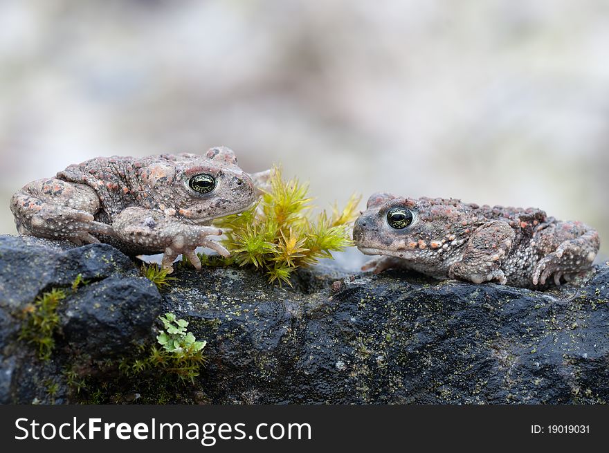 Two Natterjack Toads sitting on a stone. Two Natterjack Toads sitting on a stone