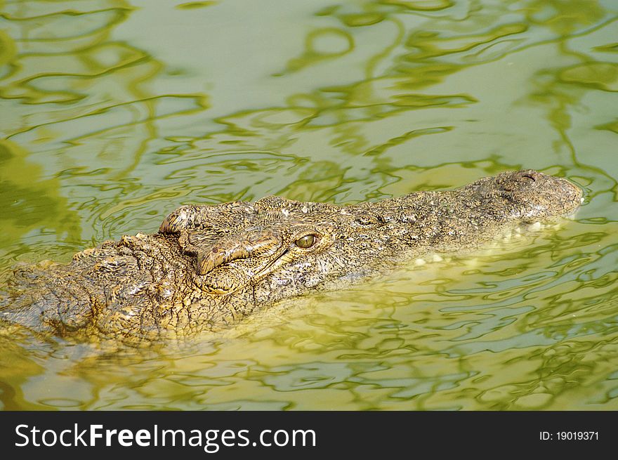 Alligator hunting in the rivers of Africa. Alligator hunting in the rivers of Africa