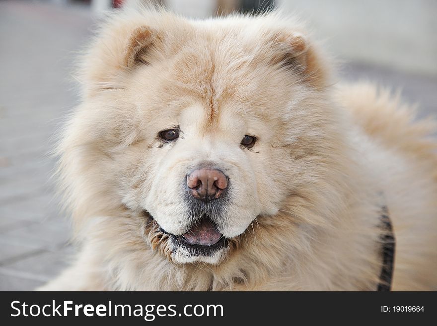 Portrait of a Chow chow dog. Portrait of a Chow chow dog