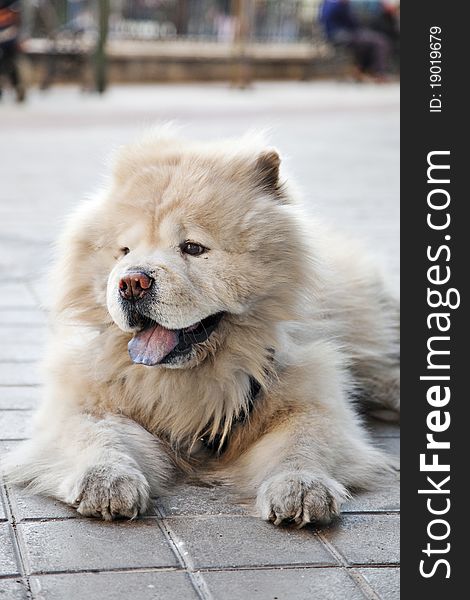 Front photo of a Chow chow dog. Front photo of a Chow chow dog