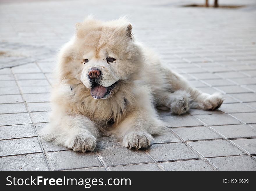 Chow chow lying on the street and relaxing. Chow chow lying on the street and relaxing.
