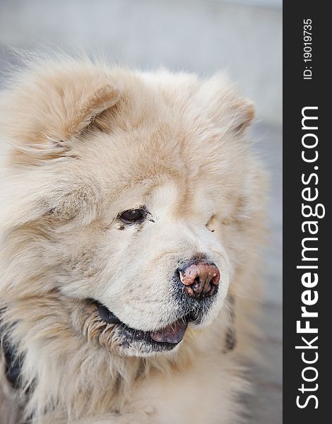 Vertical portrait of a Chow chow dog. Vertical portrait of a Chow chow dog.