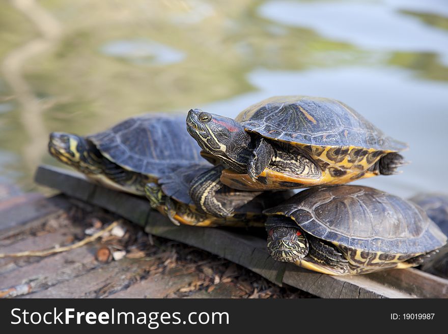 Horizontal photo of four turtles sunbathing in a lake. Horizontal photo of four turtles sunbathing in a lake