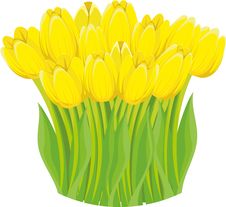 Yellow Tulips. Stock Image Yellow Tulips. Stock Image
