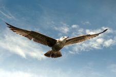 Flying Gull Stock Photography