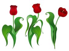 Three Red Tulips Stock Photo Three Red Tulips Stock Photo