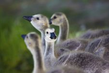 Goslings Go To The River Stock Image Goslings Go To The River Stock Image