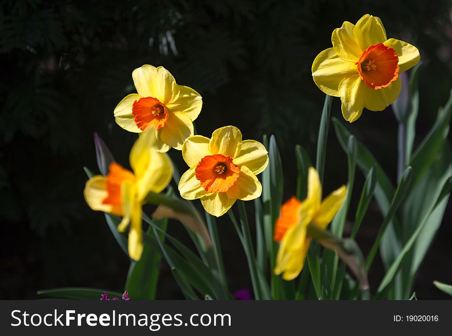 Bright yellow daffodils in spring blossom, close up flowers