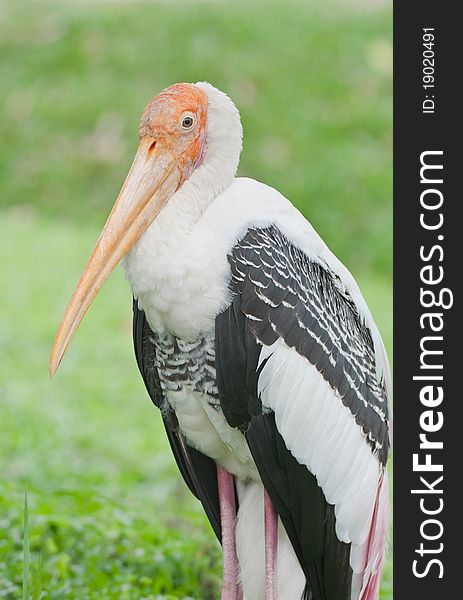 White Stork close up image