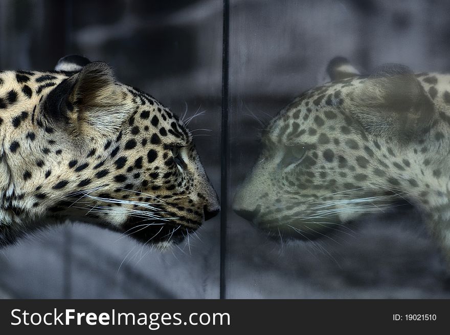 A leopard staring at its reflection in a glass wall. A leopard staring at its reflection in a glass wall