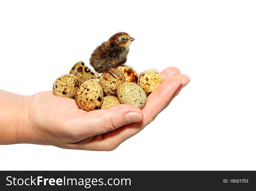 Chicken of a quail hatching from egg and sitting on a hand of the woman. Chicken of a quail hatching from egg and sitting on a hand of the woman