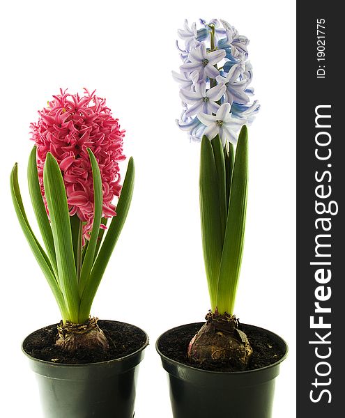 Pink And Blue Hyacinth