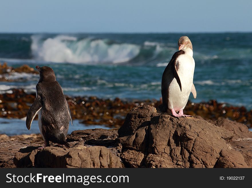 Penguin new zealand, porpoise bay waikawa. Penguin new zealand, porpoise bay waikawa