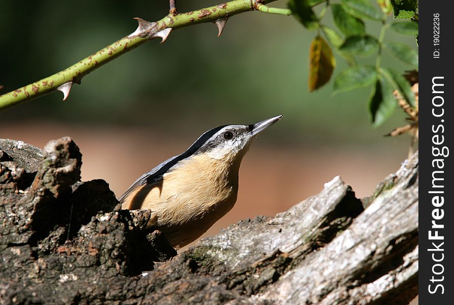 Portrait of a Nuthatch looking for insects on an old tree stump