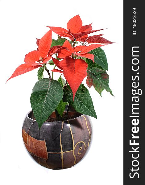 POINSETTIA PULCHERRIMA