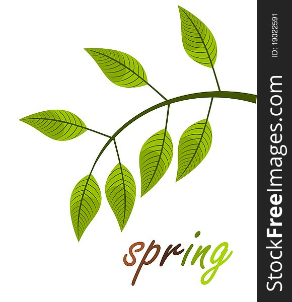 Spring - fresh green leaf. illustration