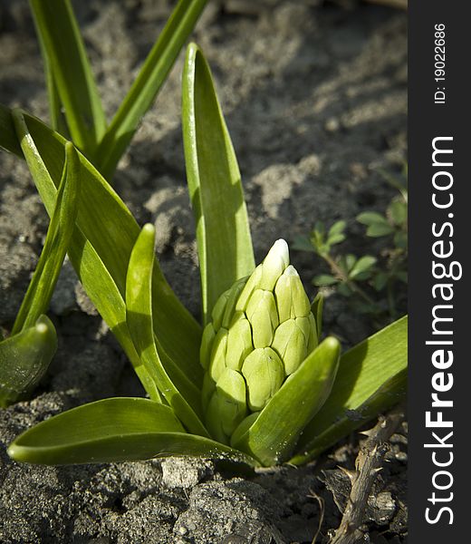 First hyacinth bud