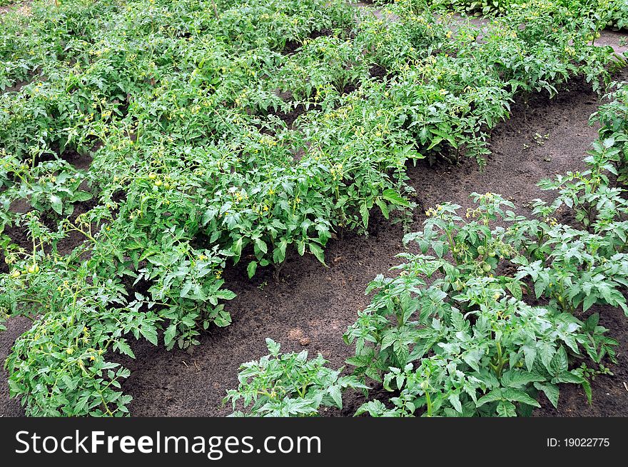 Plantation of a blooming tomatoes in the vegetable garden