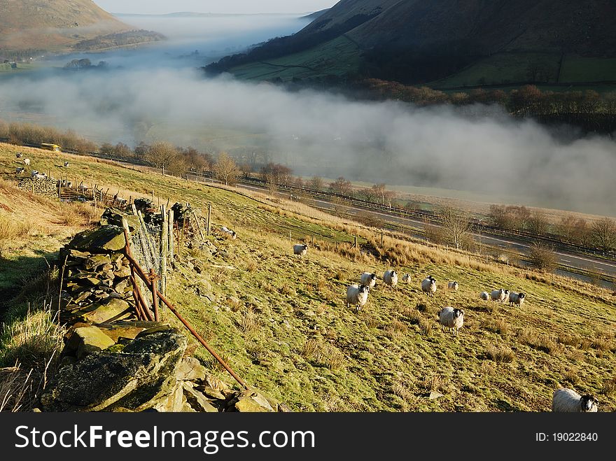 Sheep and the Misty Valley. Sheep and the Misty Valley