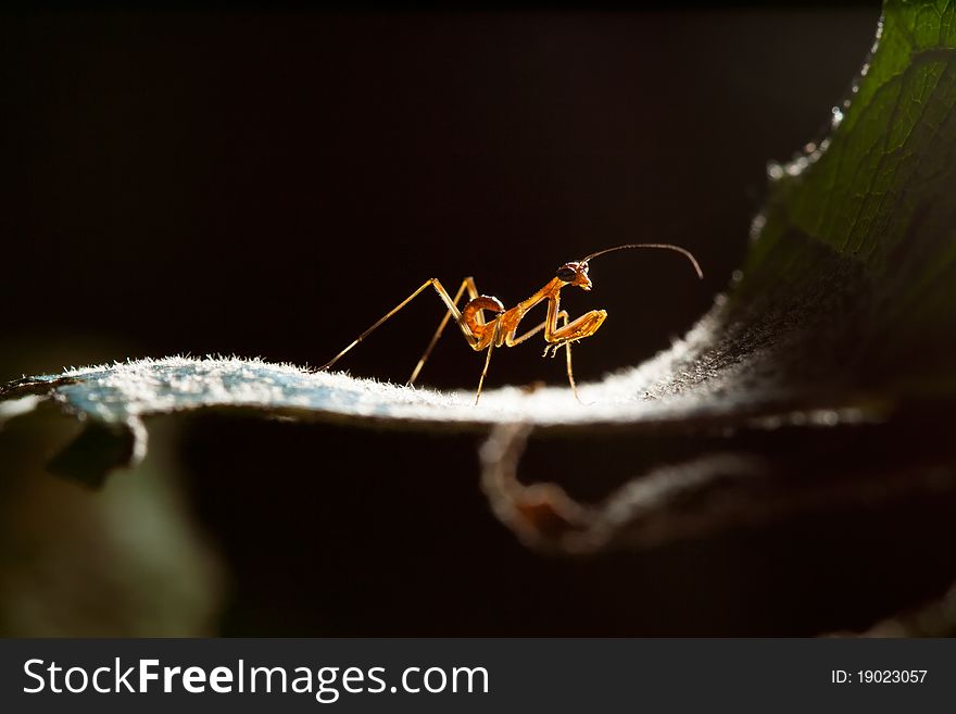 Closeup of an ant is on a reaf.