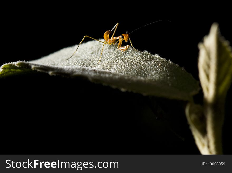 Closeup of an ant is on a reaf.