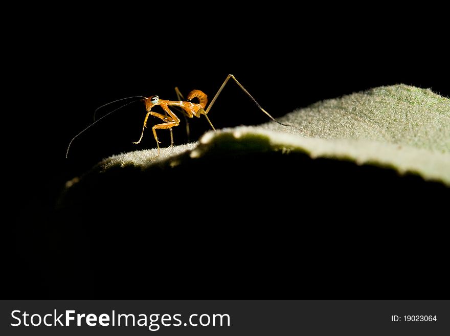 Closeup of an ant is on a reaf.