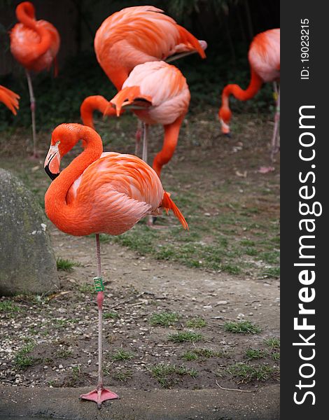 Red flamingo on one foot
