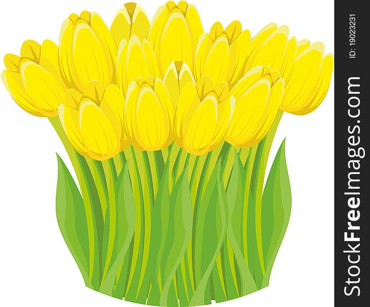 A bunch of lovely bright yellow spring tulips isolated on white background. A bunch of lovely bright yellow spring tulips isolated on white background