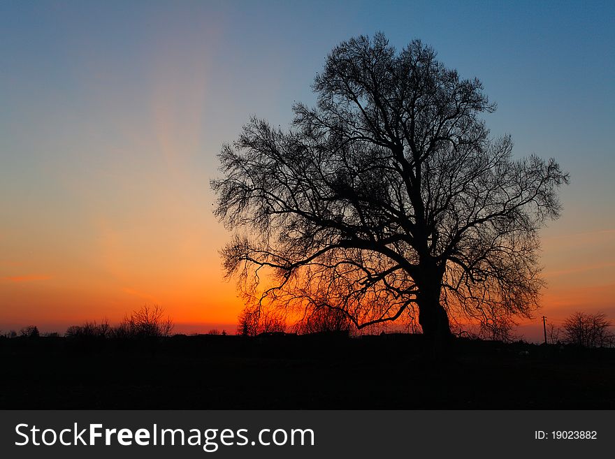 Beautiful landscape image with trees silhouette at sunset. Beautiful landscape image with trees silhouette at sunset.