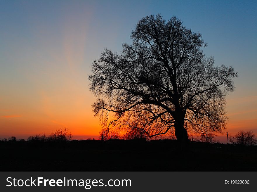 Tree silhouette at sunset