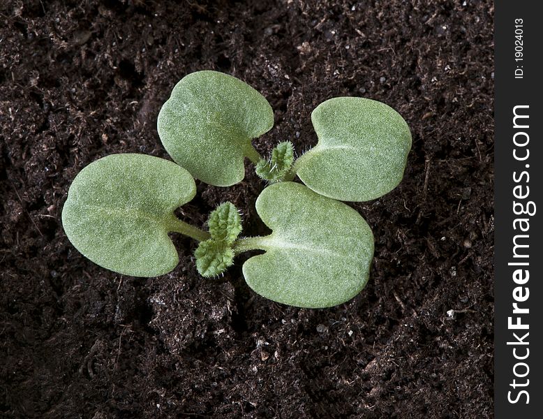 Two tiny green sprouts growing in black soil. Two tiny green sprouts growing in black soil