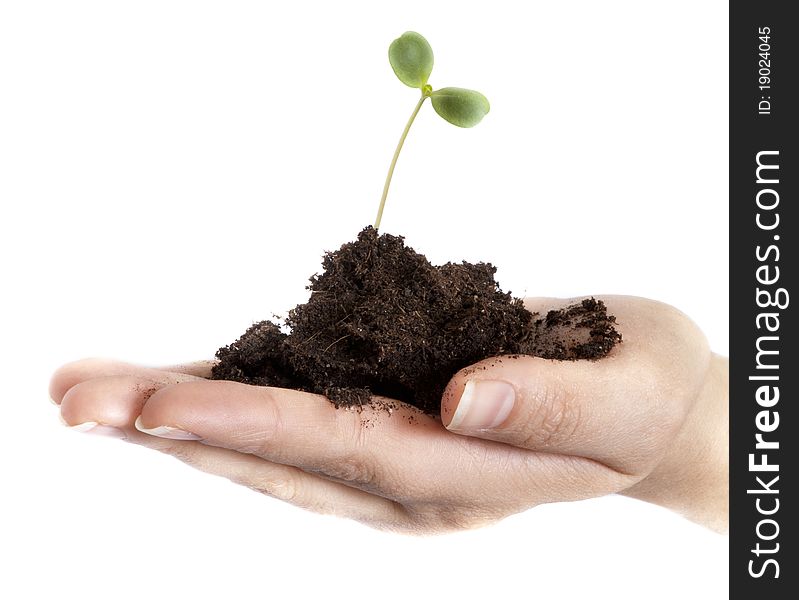 A woman's hand carrying a little sprout in a handful of soil, isolated. A woman's hand carrying a little sprout in a handful of soil, isolated