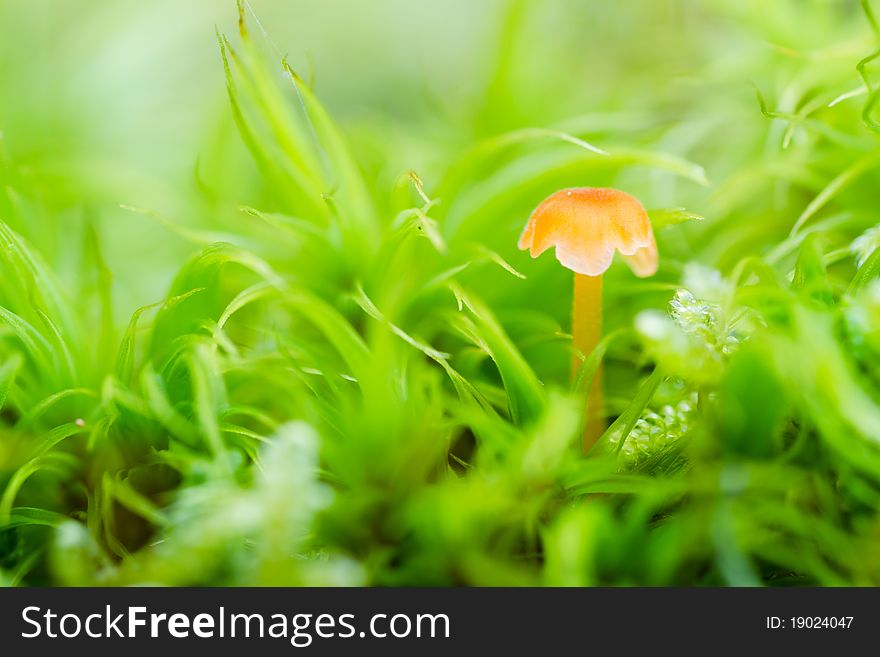 Fungus with green moss, macro