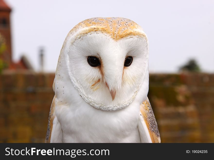 Close-up of a barn owl.