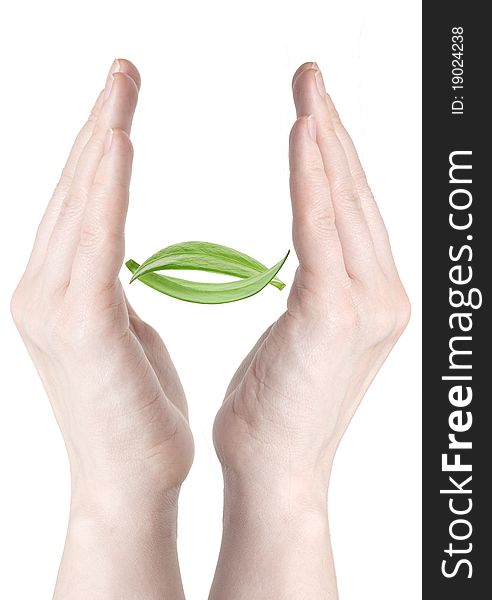 Woman's hands holding green leaf on white