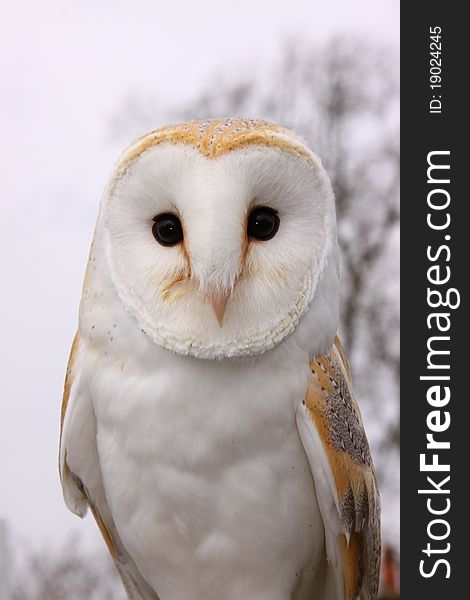 Close-up of a barn owl.