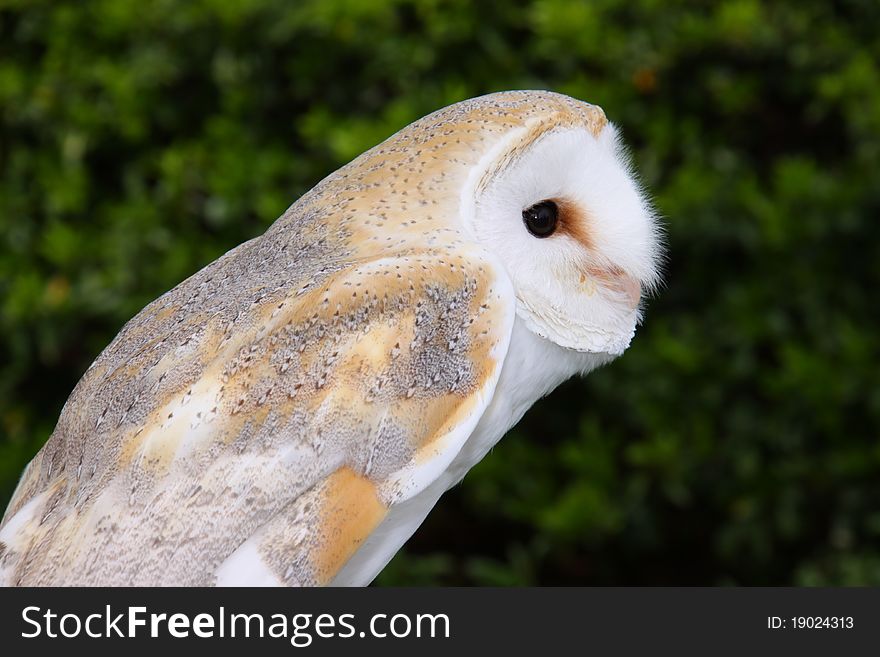 Close-up of a barn owl.