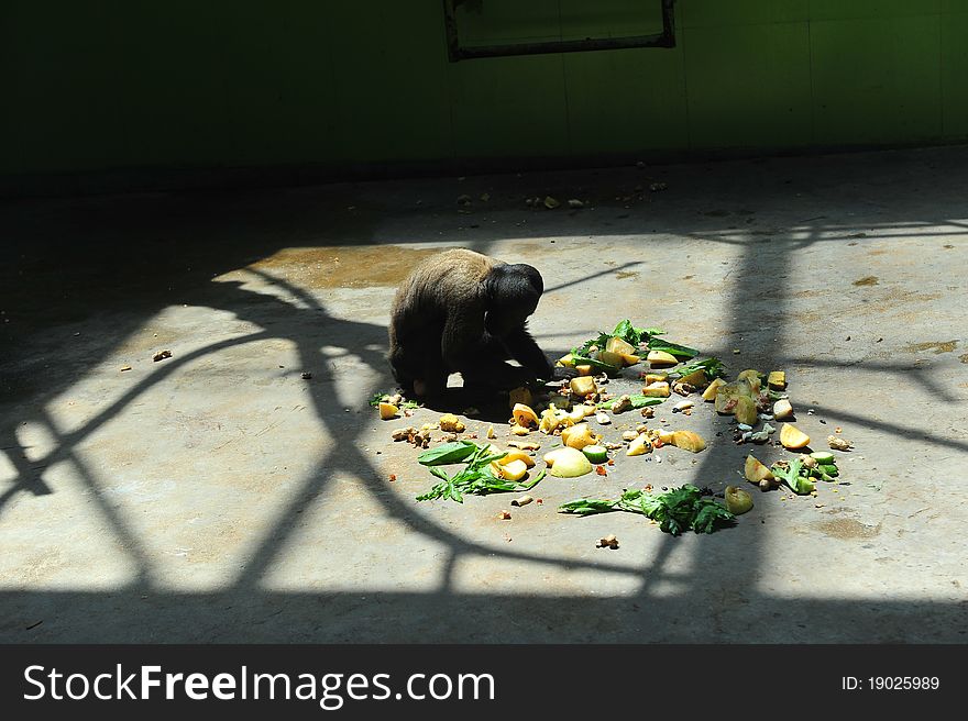 A monkey sitting in his prison and looking after his food. A monkey sitting in his prison and looking after his food